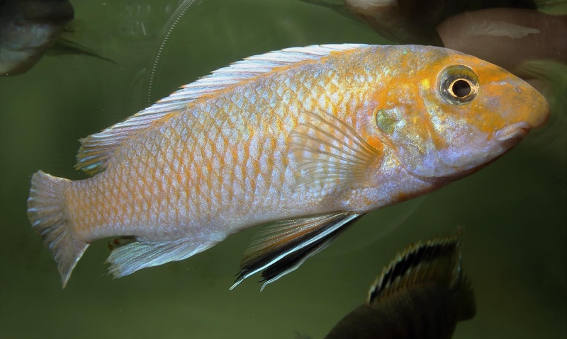 Labeotropheus trewavasae 'Ndumbi Point'